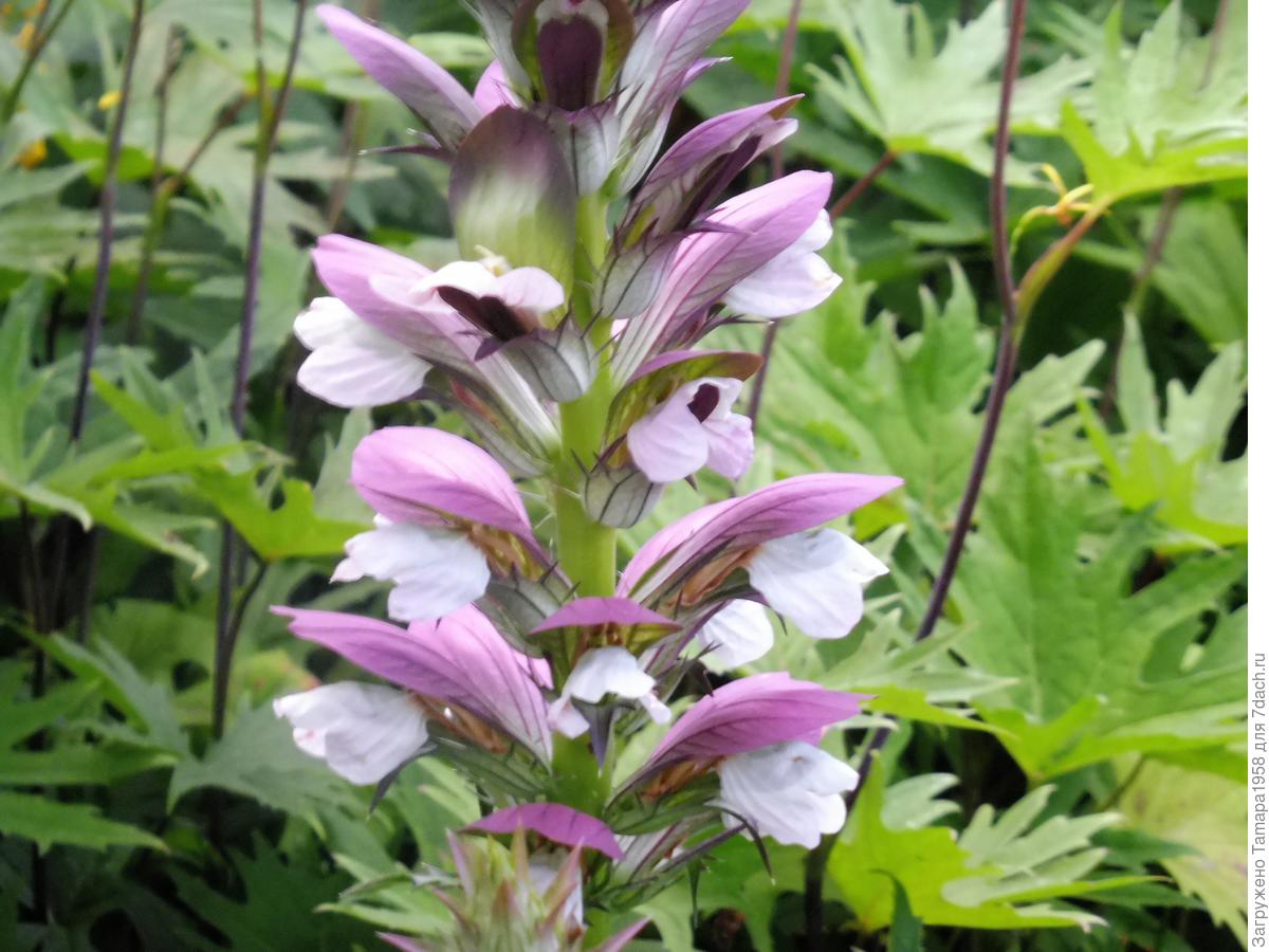 Аканта Аканта