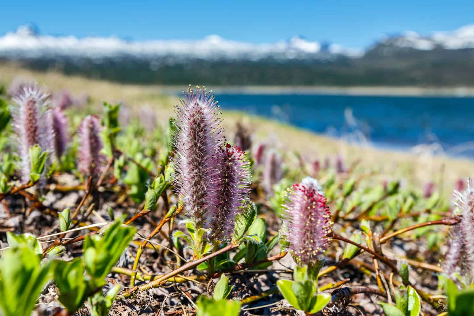 Ива полярная