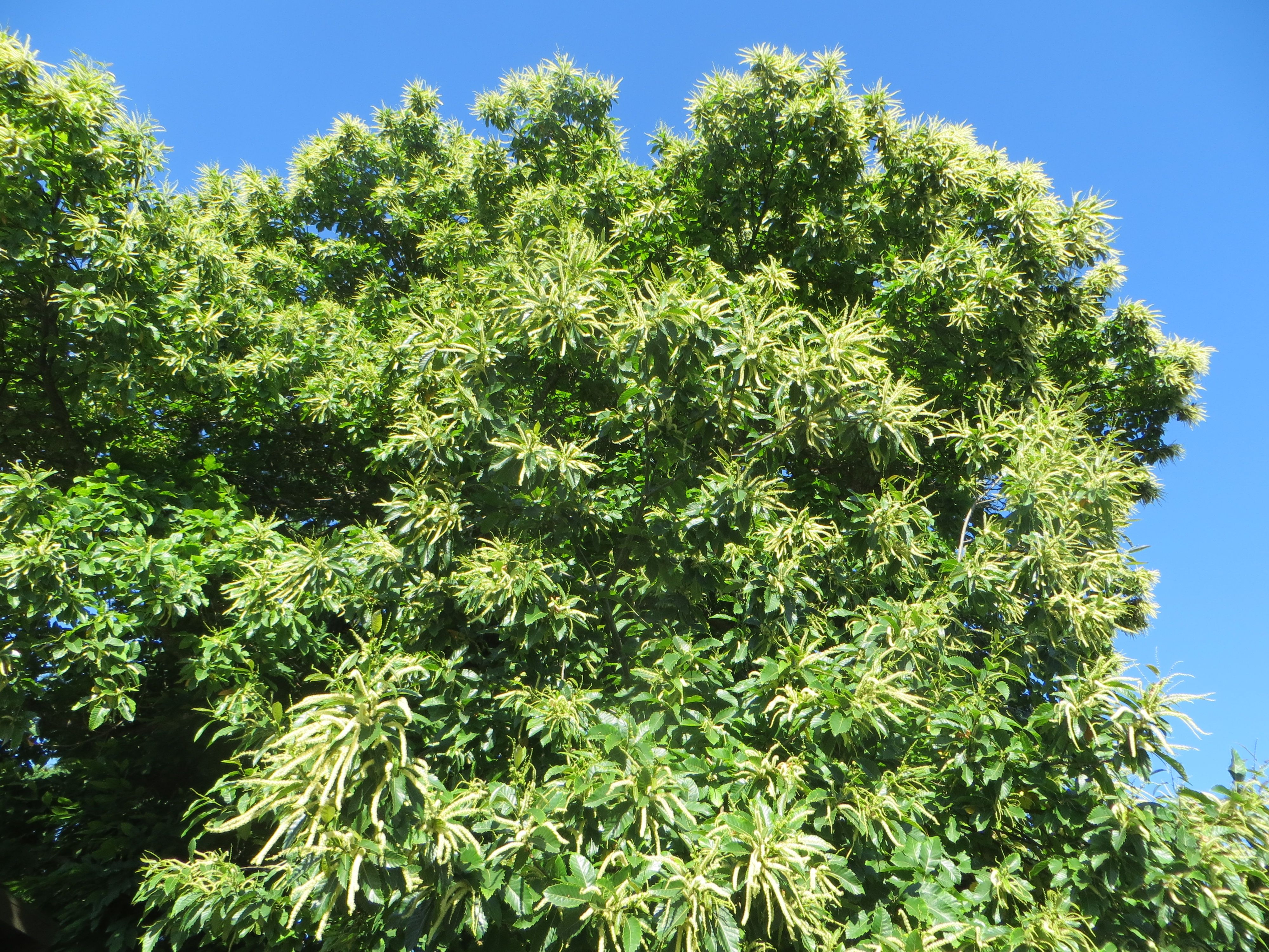 Каштан зубчатый