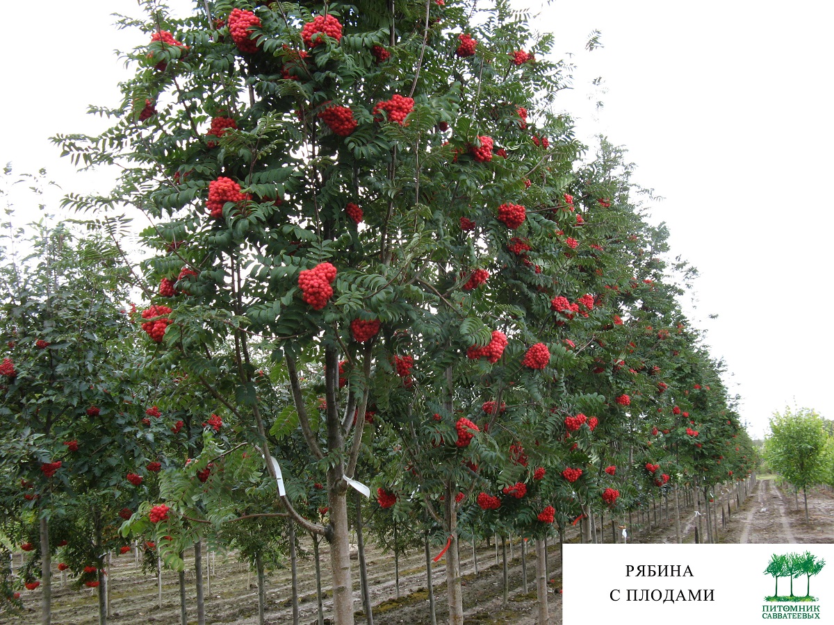 Рябина тюрингская