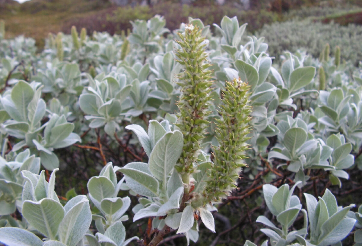 Ива мохнатая