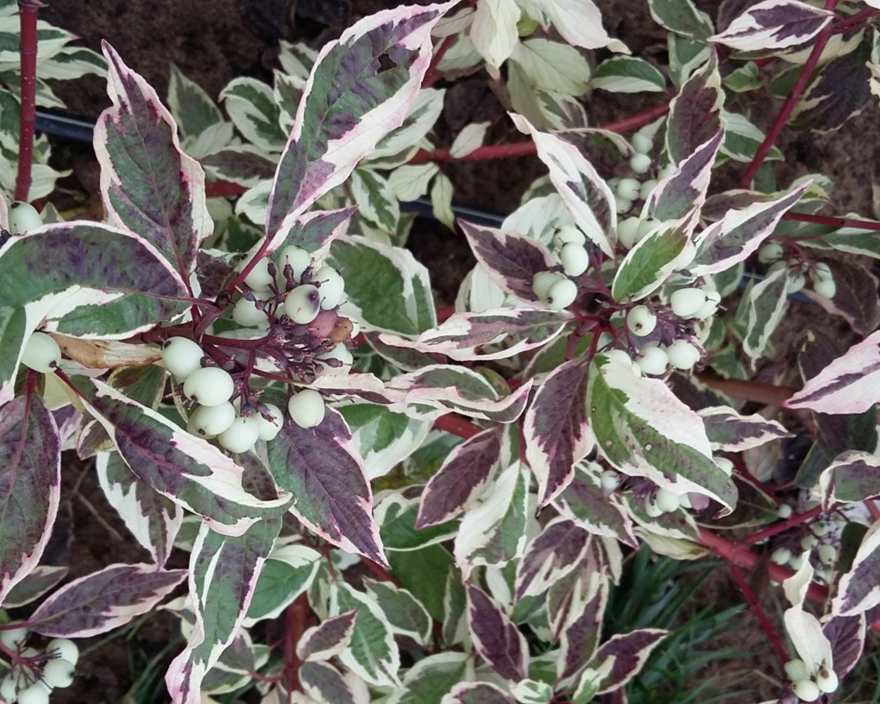 Дерен спорный Дерен спорный