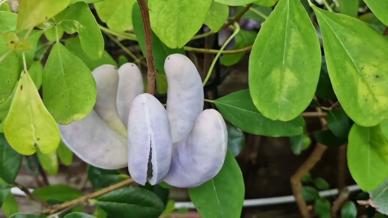 Акебия гибридная