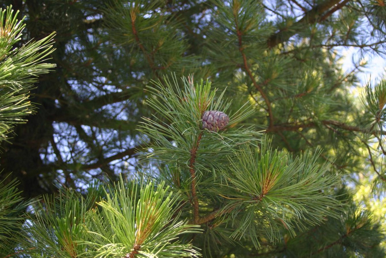 Сосна кедровая сибирская