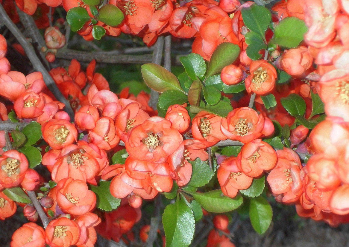 Айва китайская