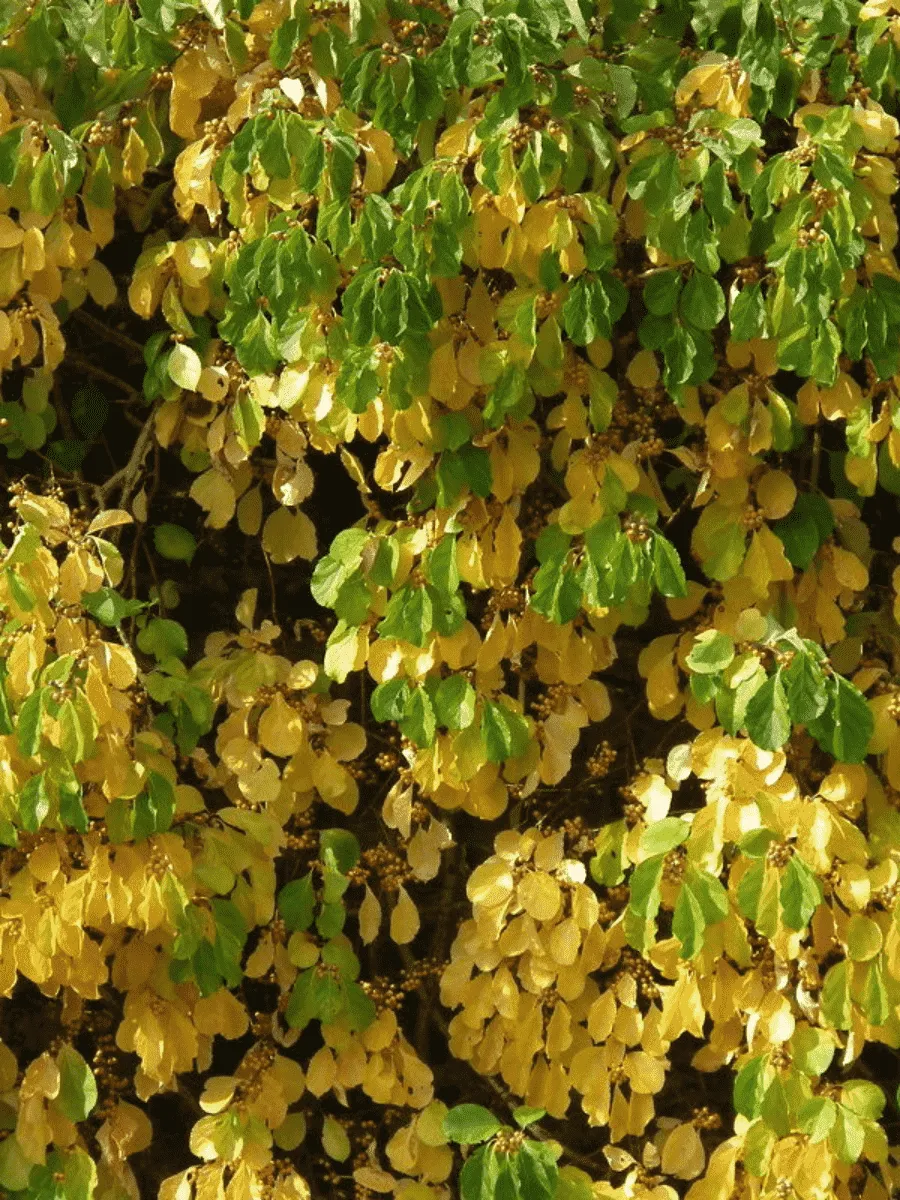 Древогубец американский