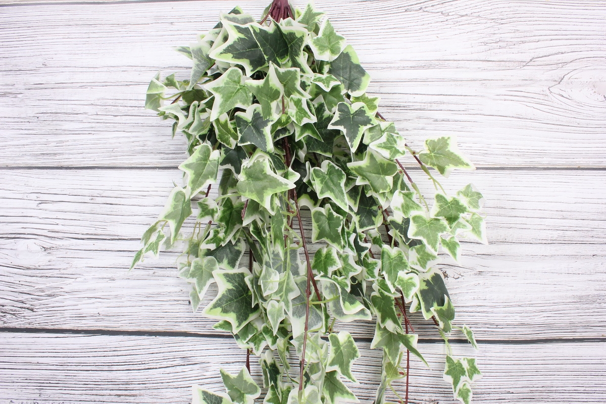 Плющ пестрый