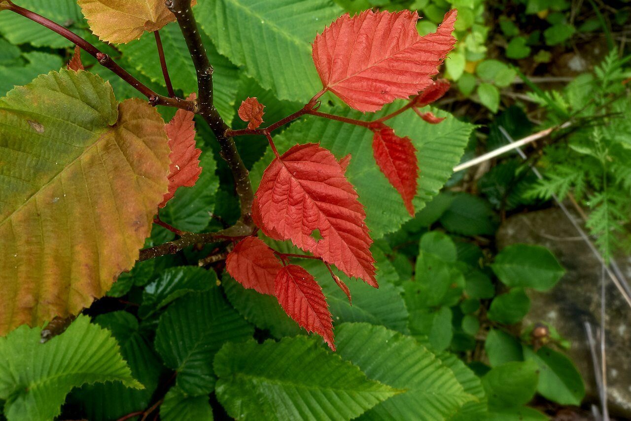 Граб сердцелистный Граб сердцелистный