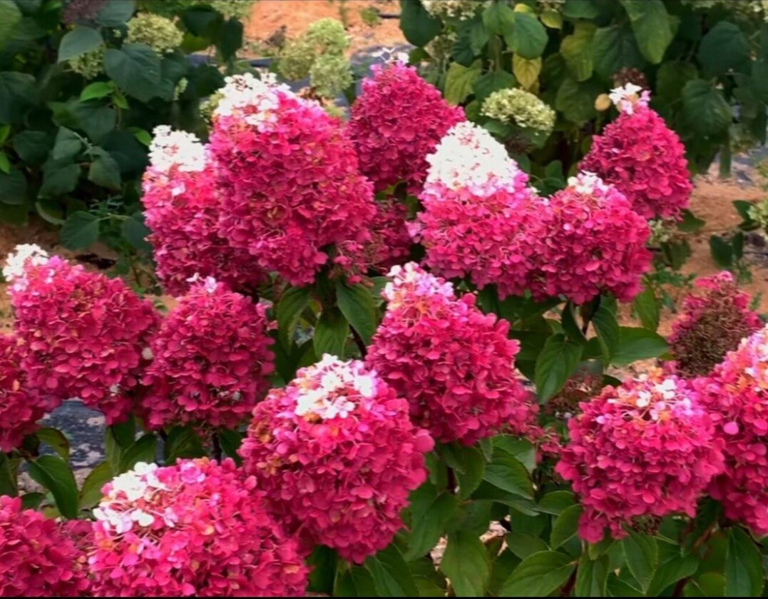 Гортензия метельчатая Гортензия метельчатая