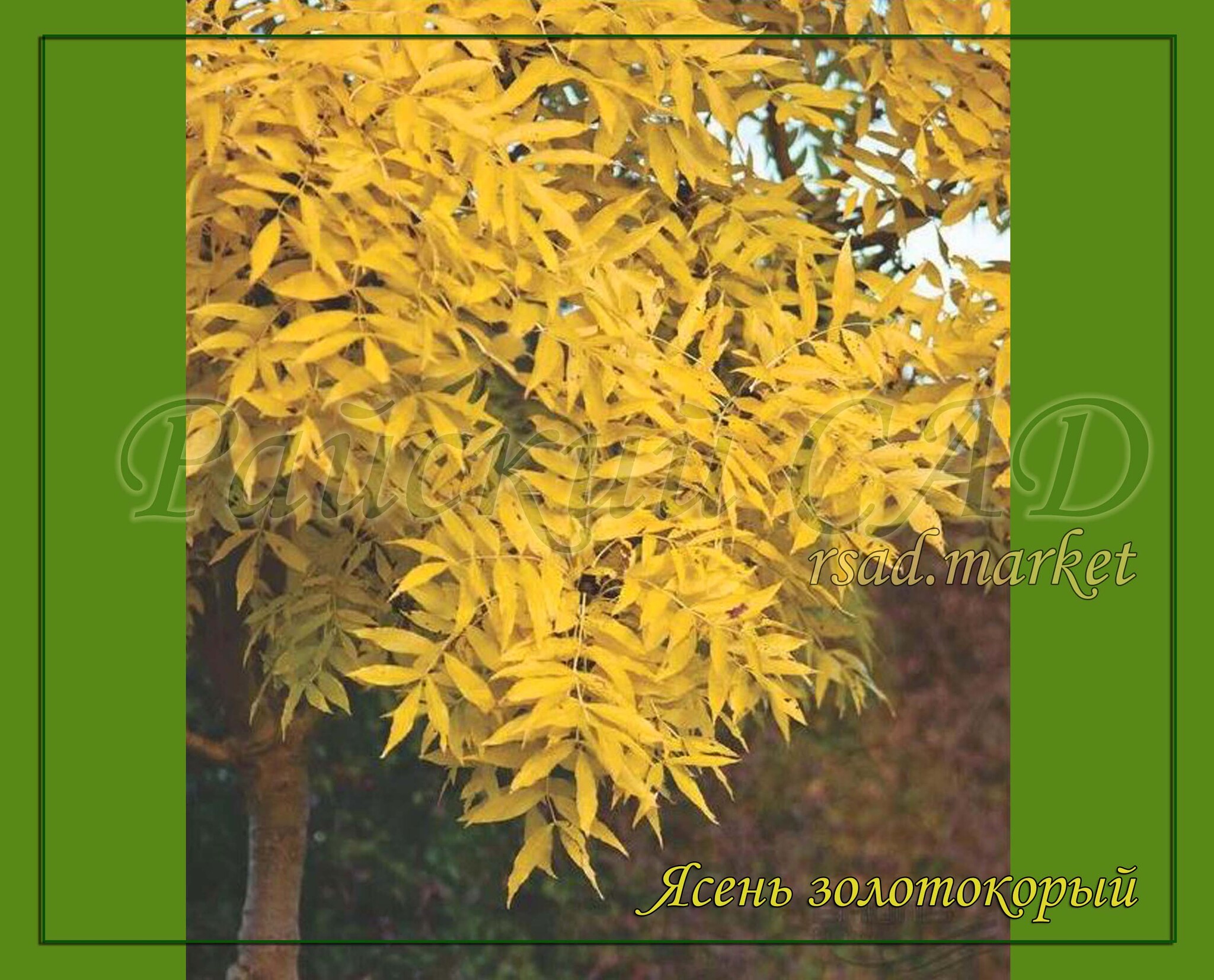 Ясень маньчжурский Ясень маньчжурский