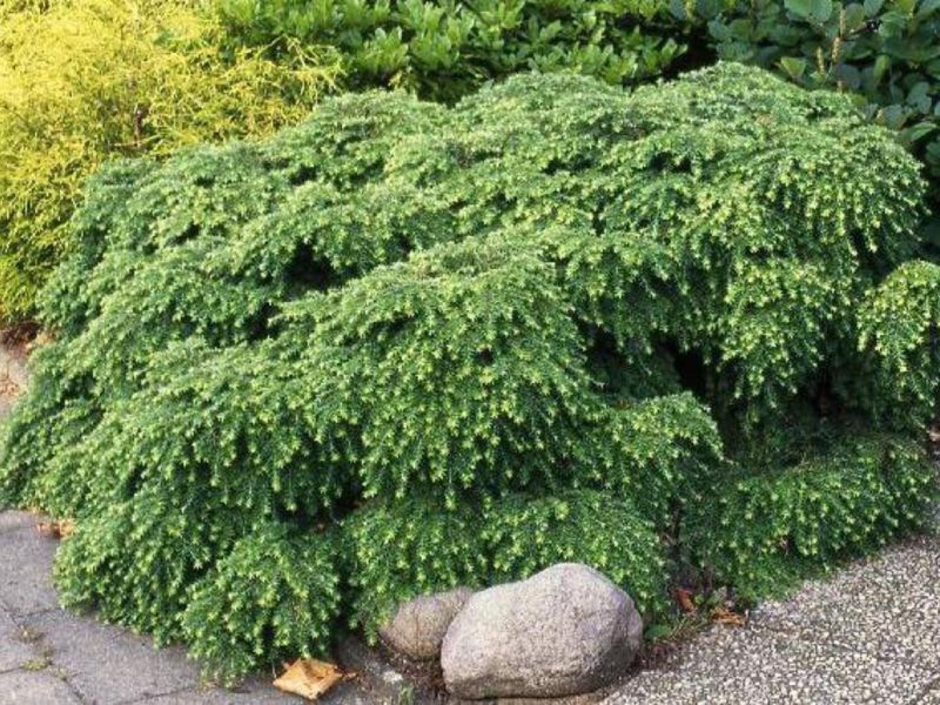 Тсуга Тсуга