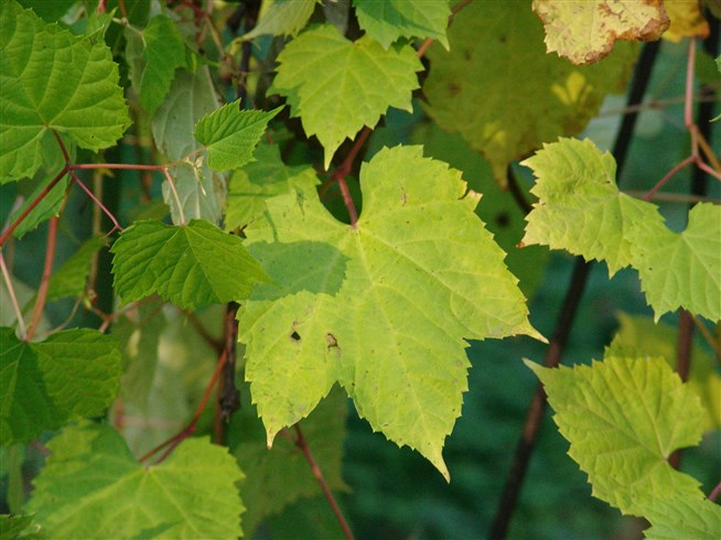 Виноград лисий