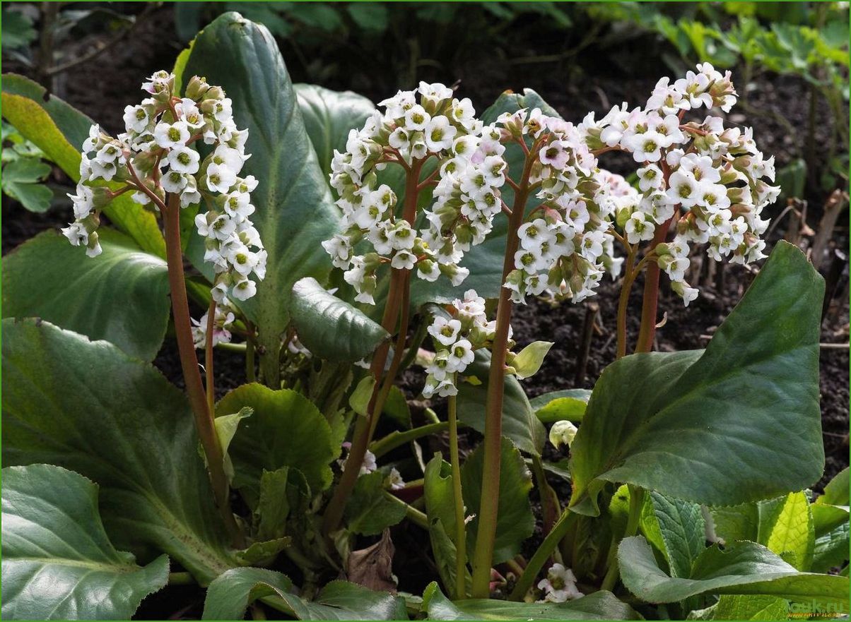 Бадан толстолистный