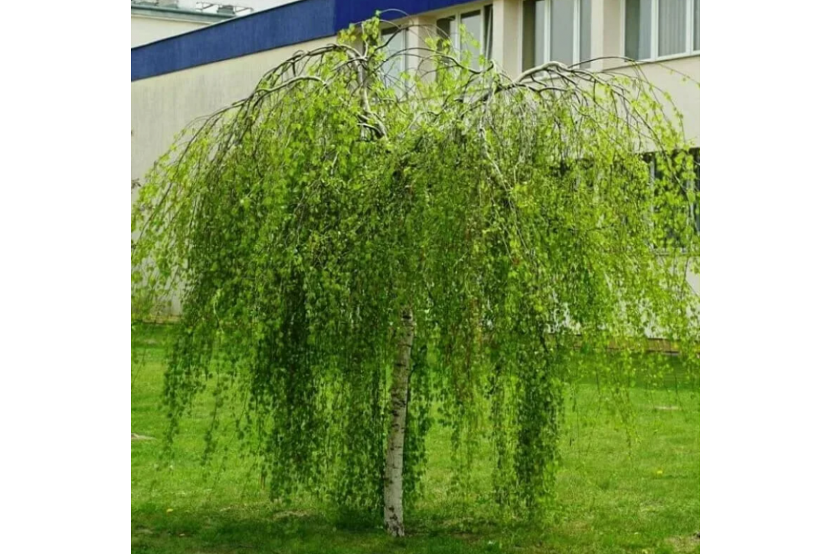 Береза ребристая