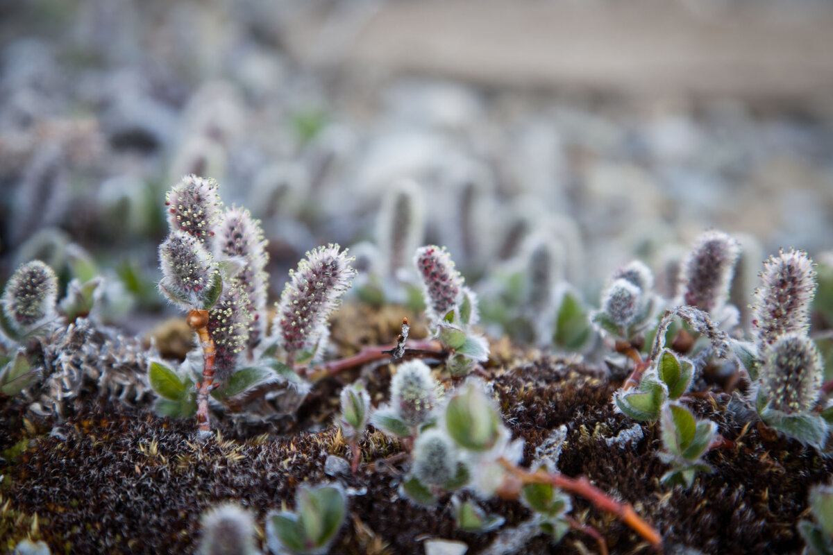 Ива полярная