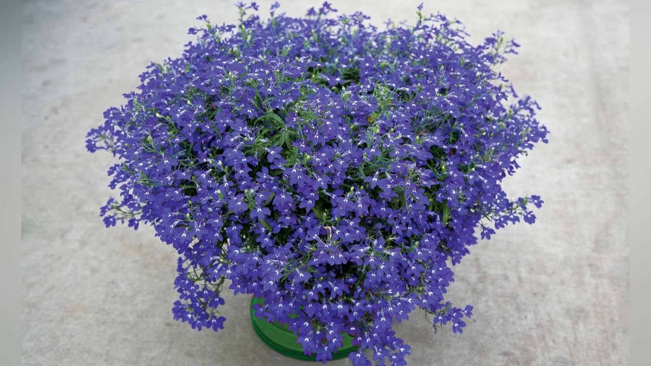 Лобелия