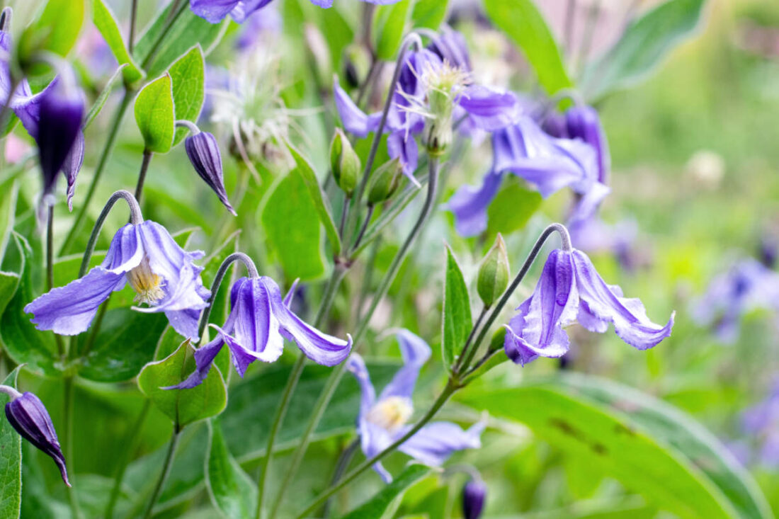 Клематис Интегрифолия