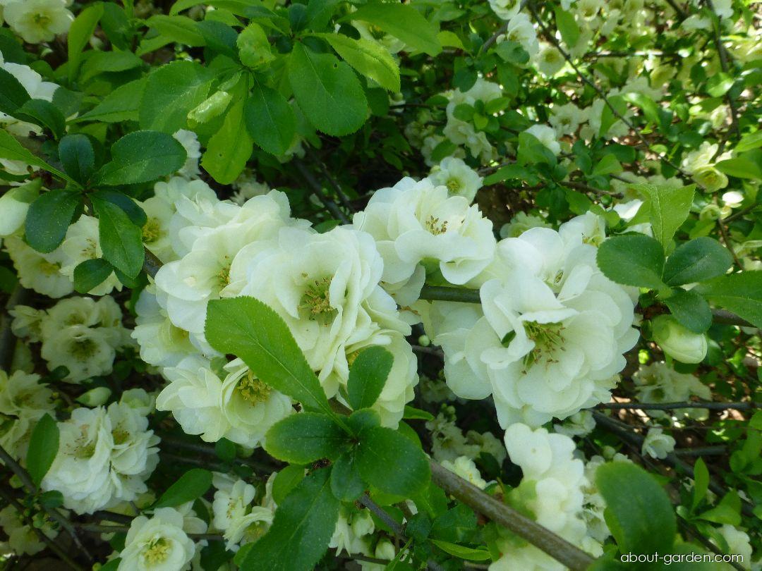 Айва мраморная