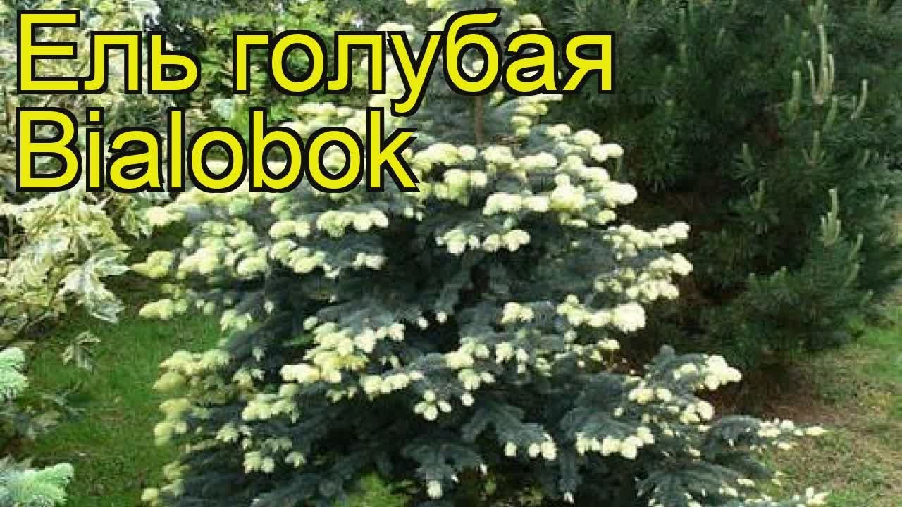 Ель колючая