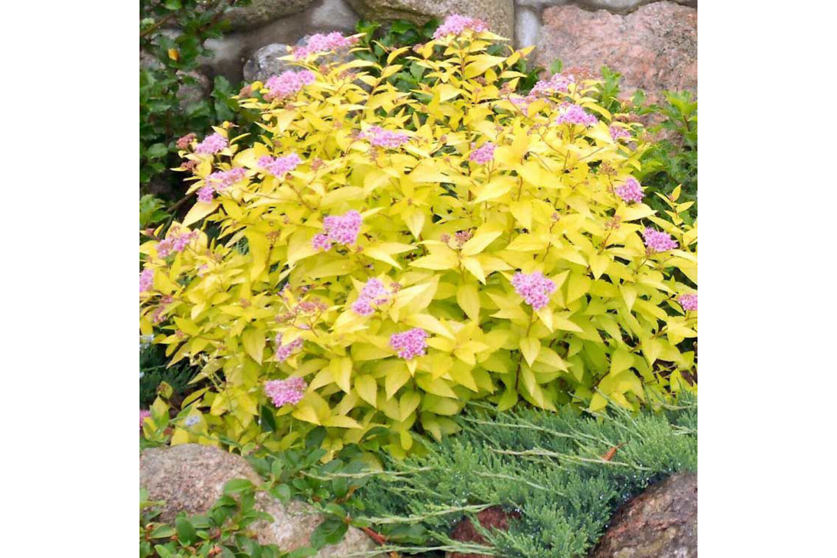 Спирея японская