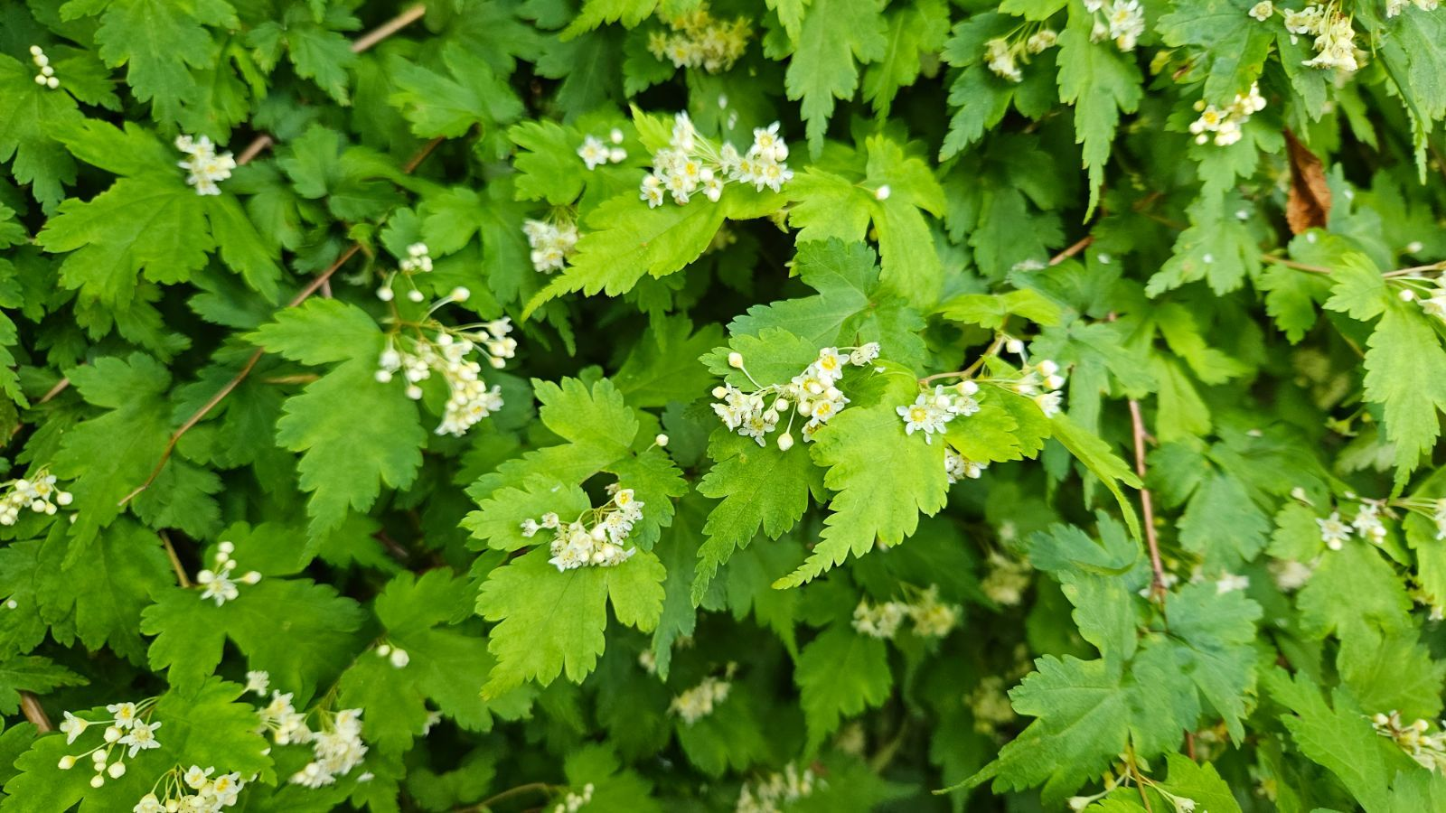 Стефанандра