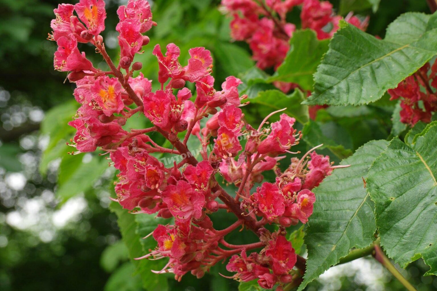 Каштан конский красный Каштан конский красный