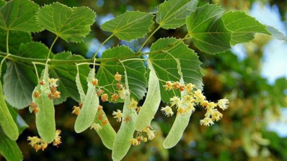 Липа сибирская