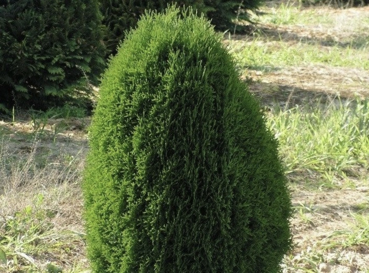 Туя западная Туя западная