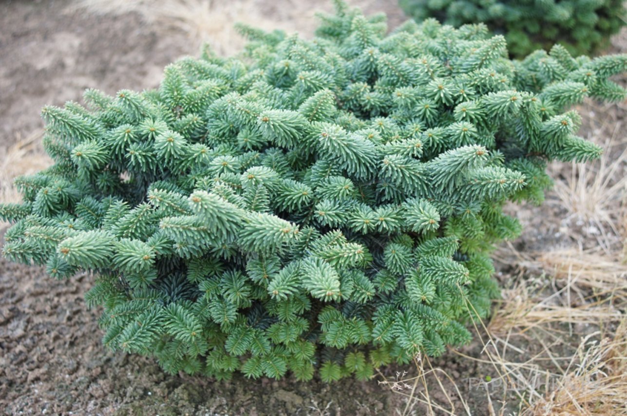 Пихта бальзамическая