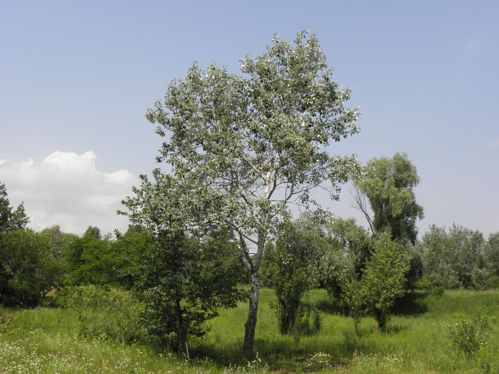 Тополь белый Тополь белый