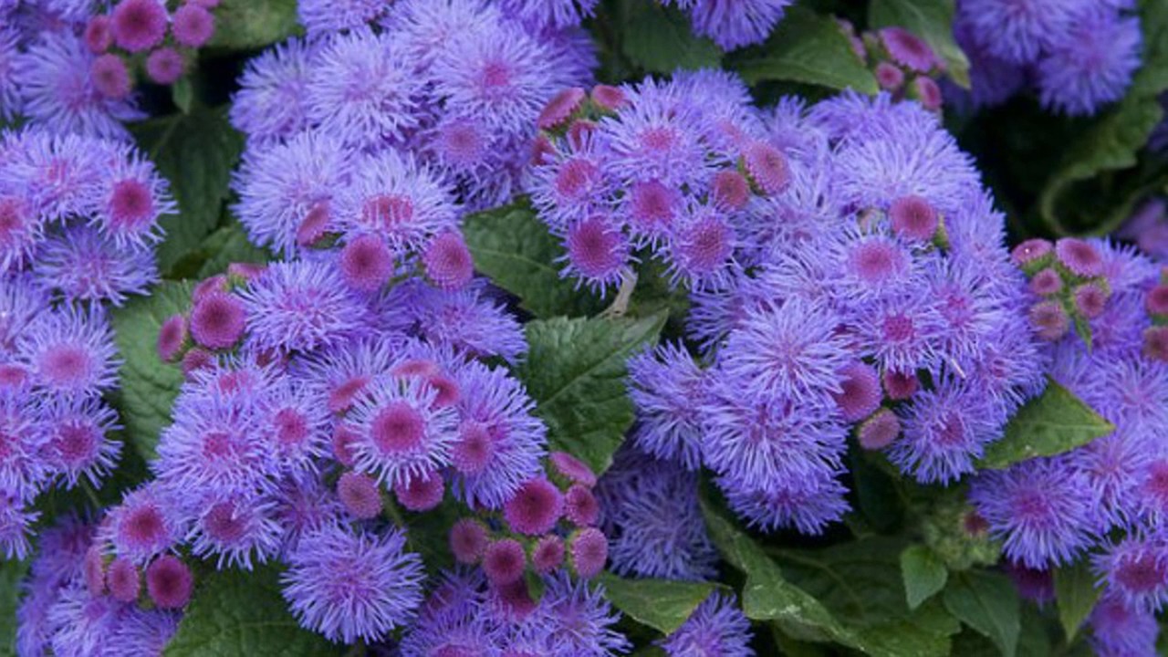 Агератум Агератум