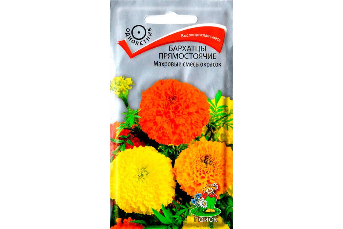 Бархатцы прямостоячие Бархатцы прямостоячие