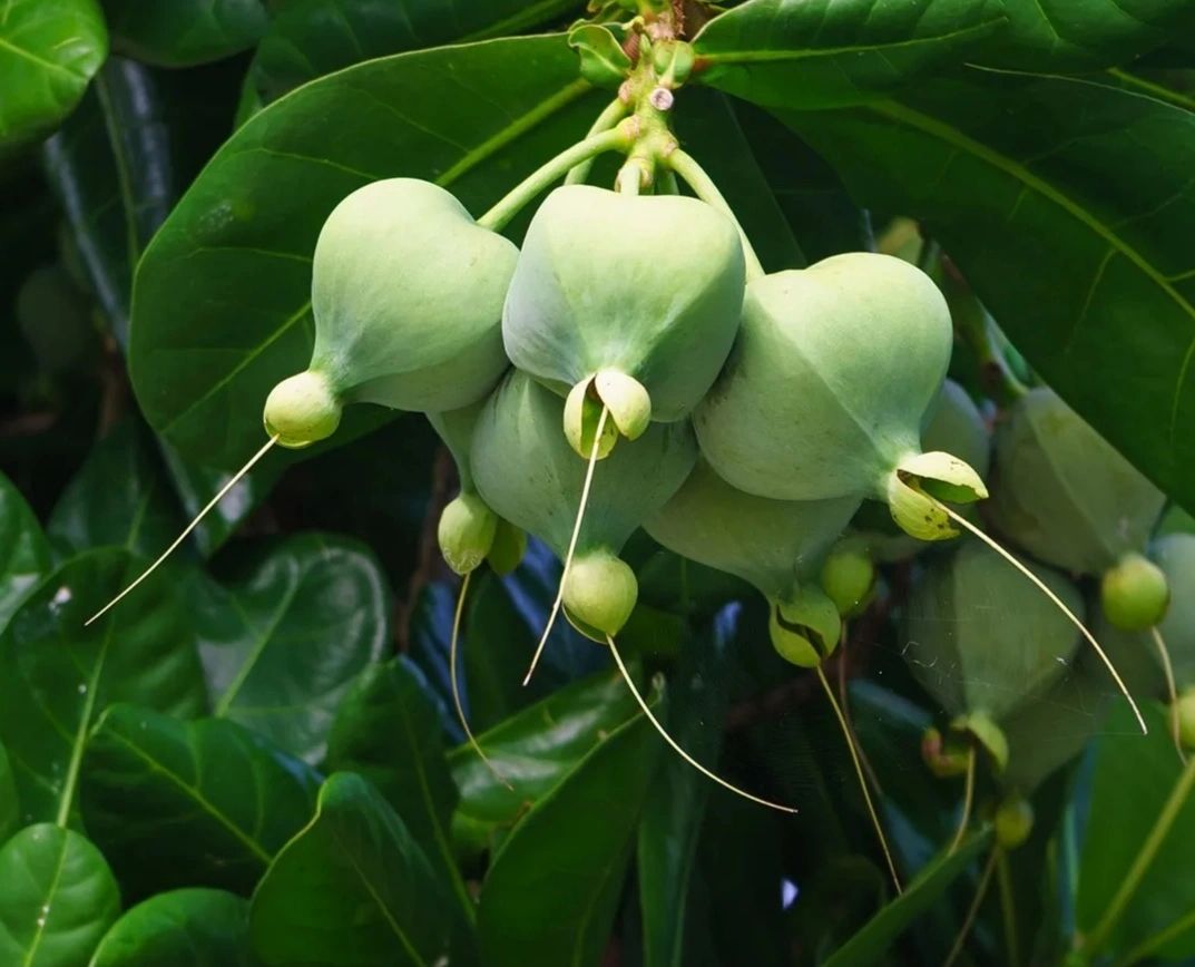 Баррингтония азиатская Баррингтония азиатская