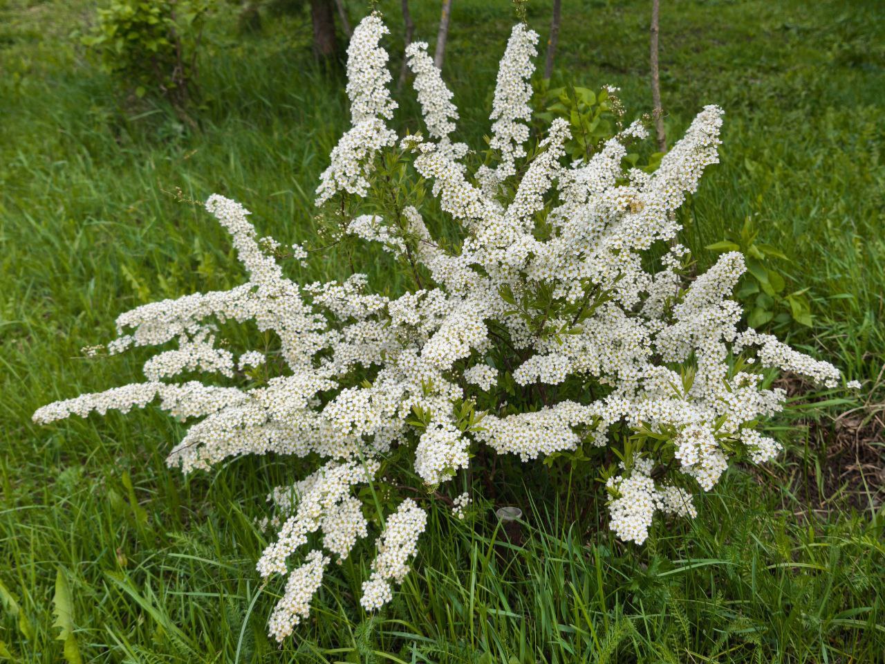 Спирея Спирея