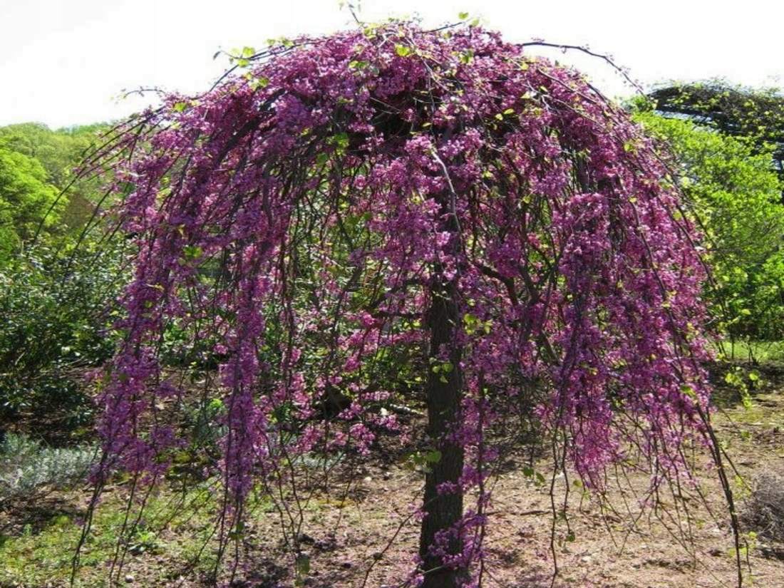 Багрянник канадский