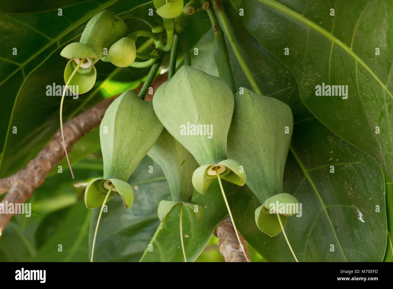 Баррингтония азиатская Баррингтония азиатская