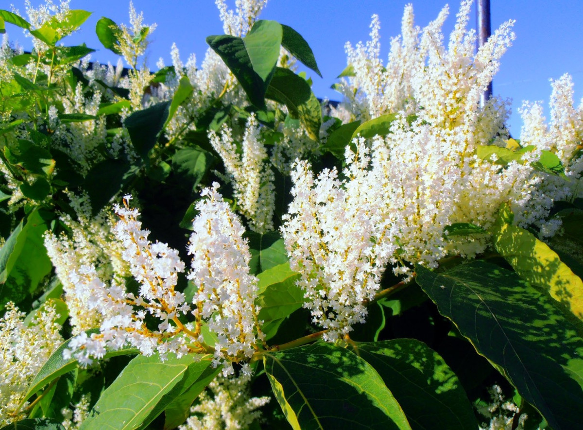 Горец Горец