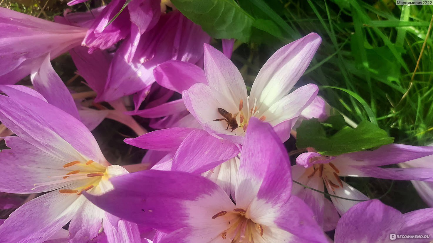 Безвременник великолепный Безвременник великолепный