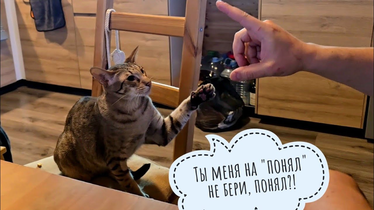 Яблоня домашняя