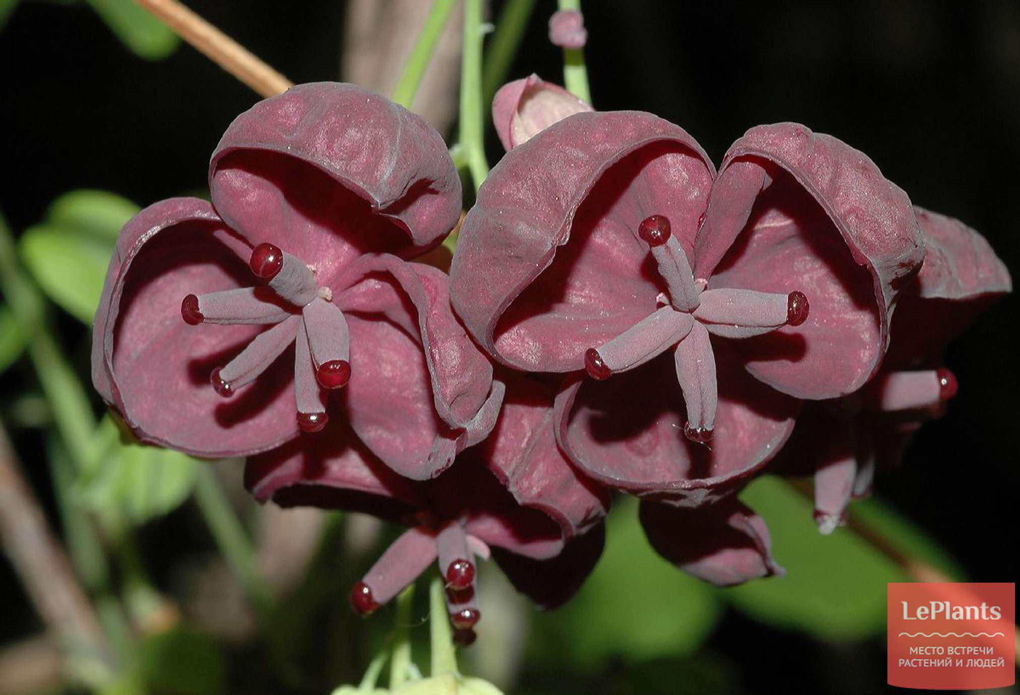 Акебия компактная
