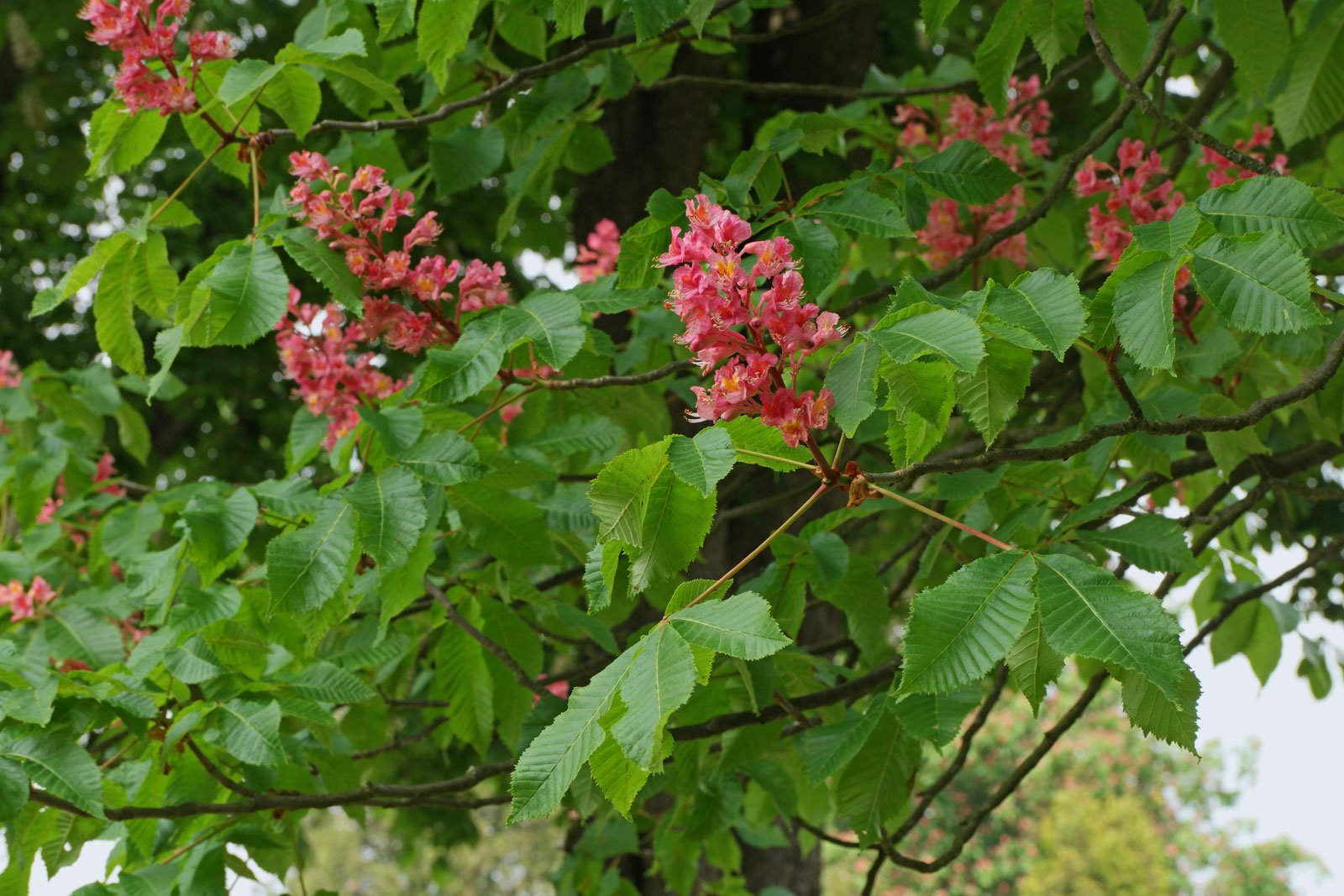 Каштан конский красный Каштан конский красный