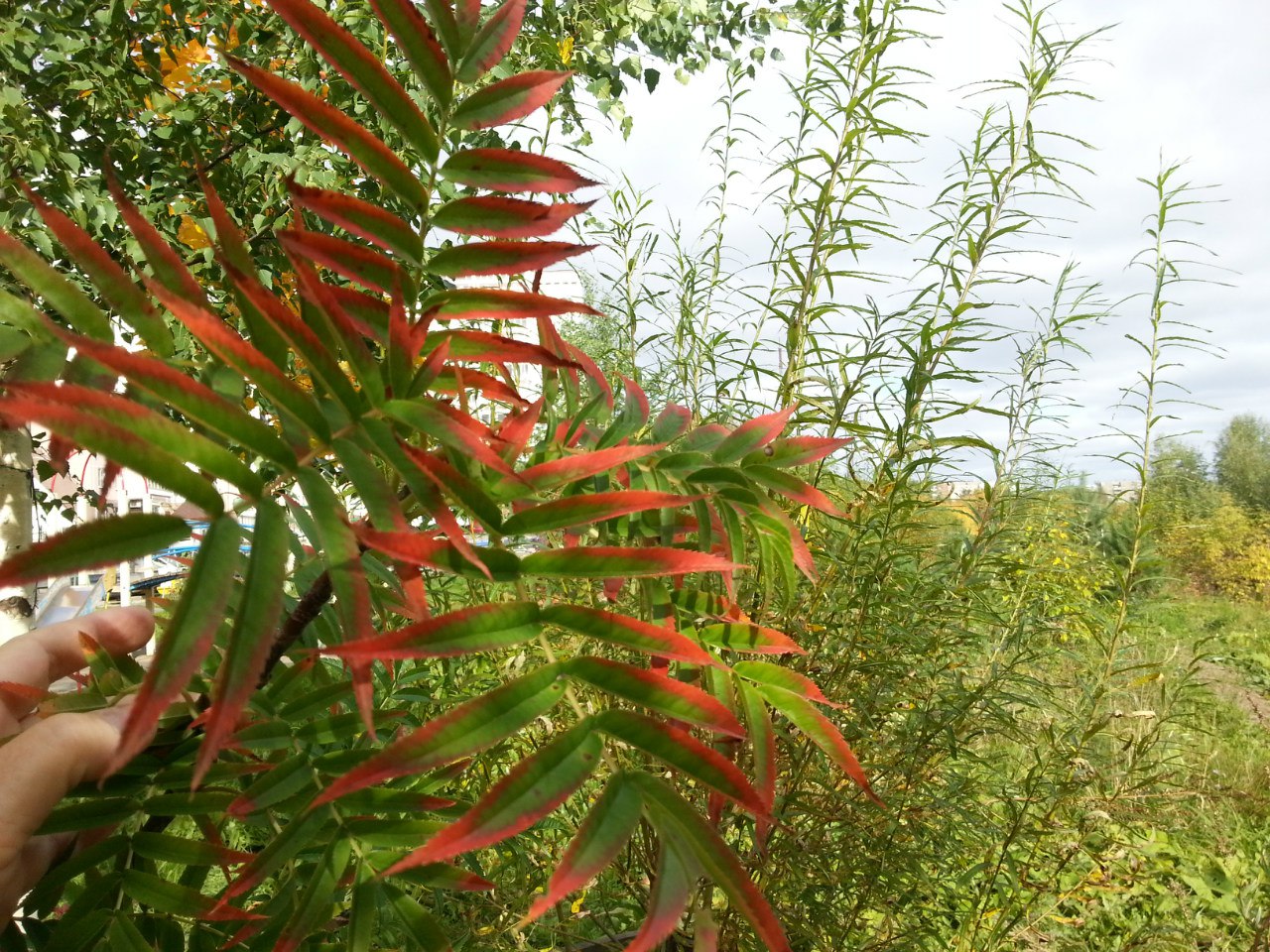 Рябина смешанная