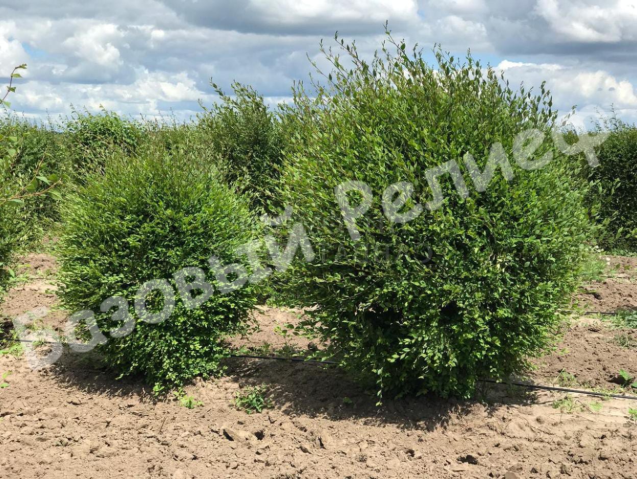 Вяз Андросова