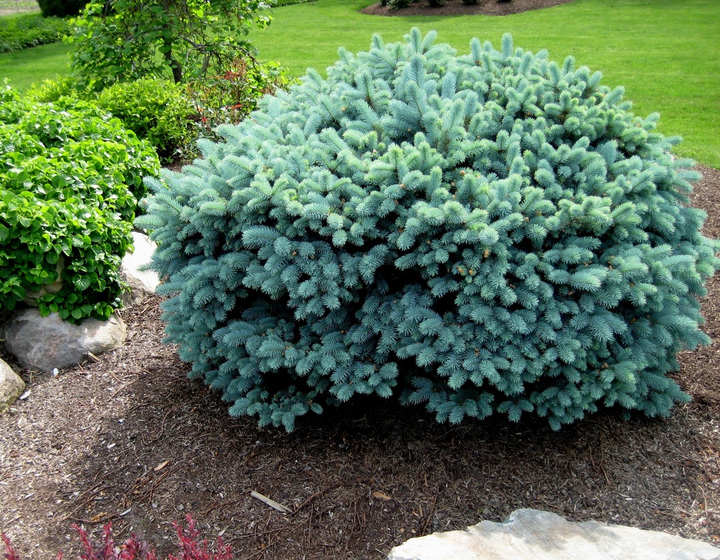 Ель колючая