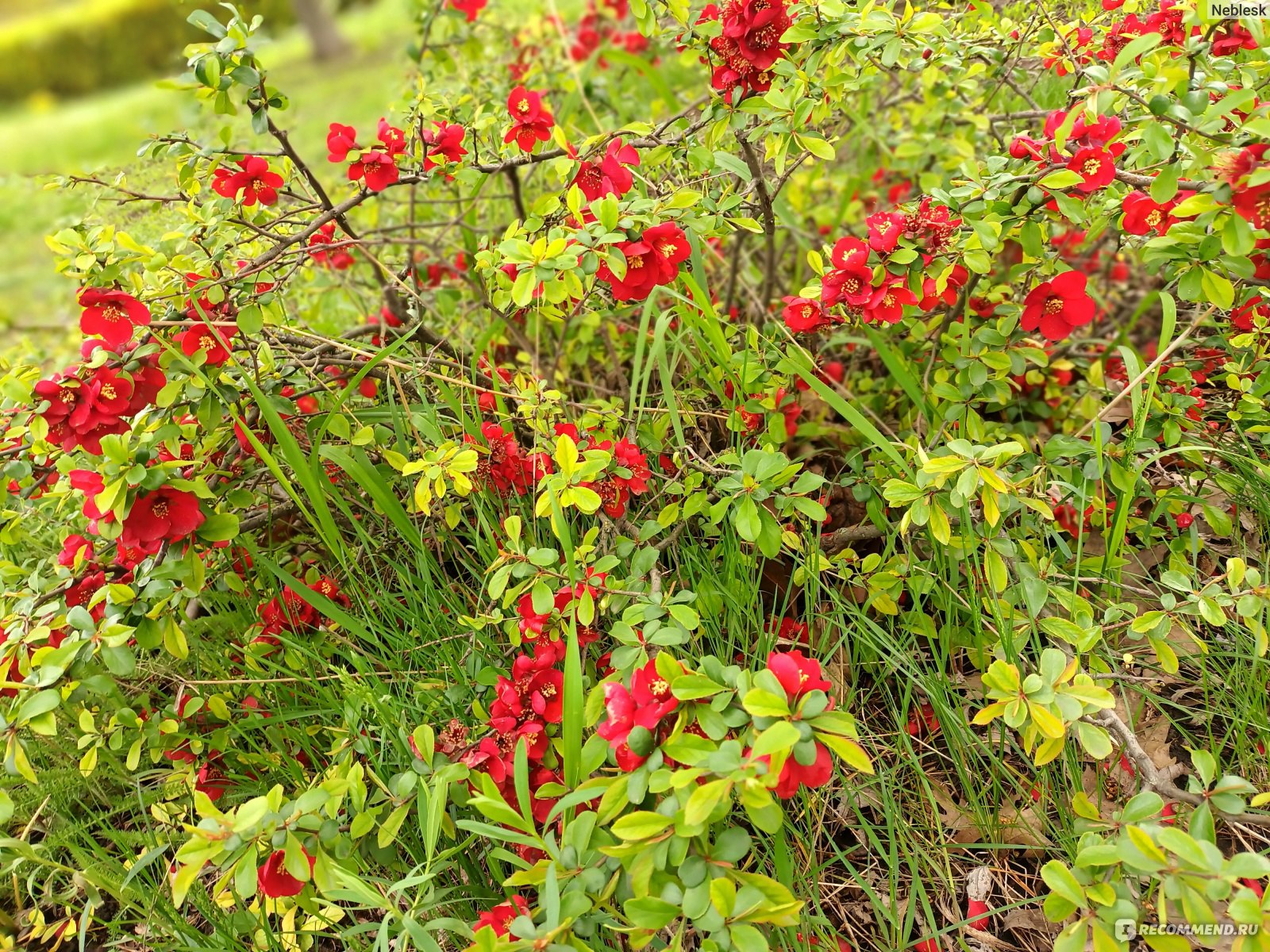 Айва китайская
