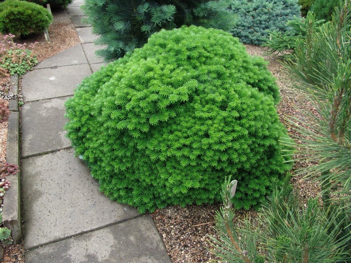 Пихта корейская