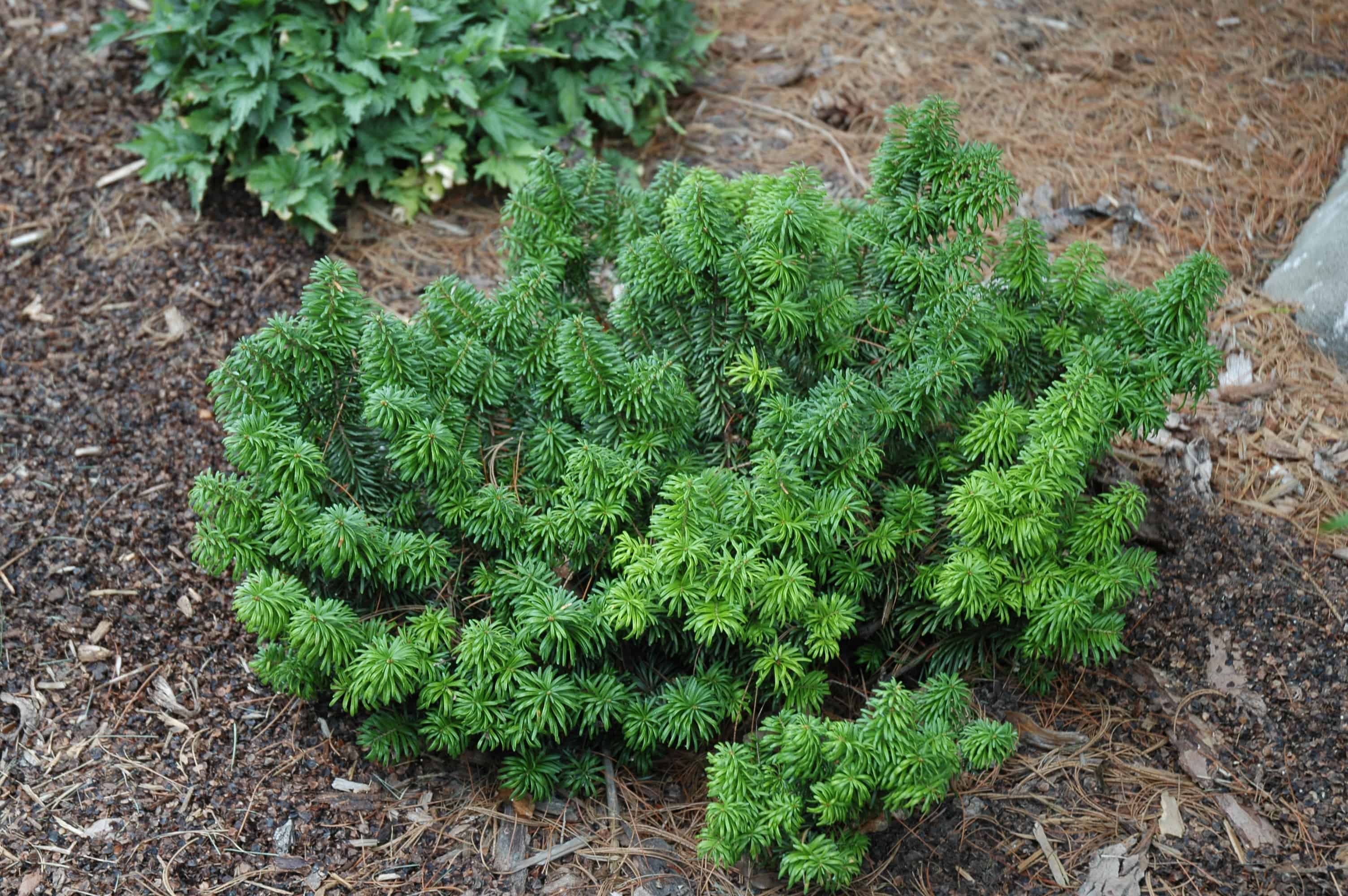 Пихта бальзамическая