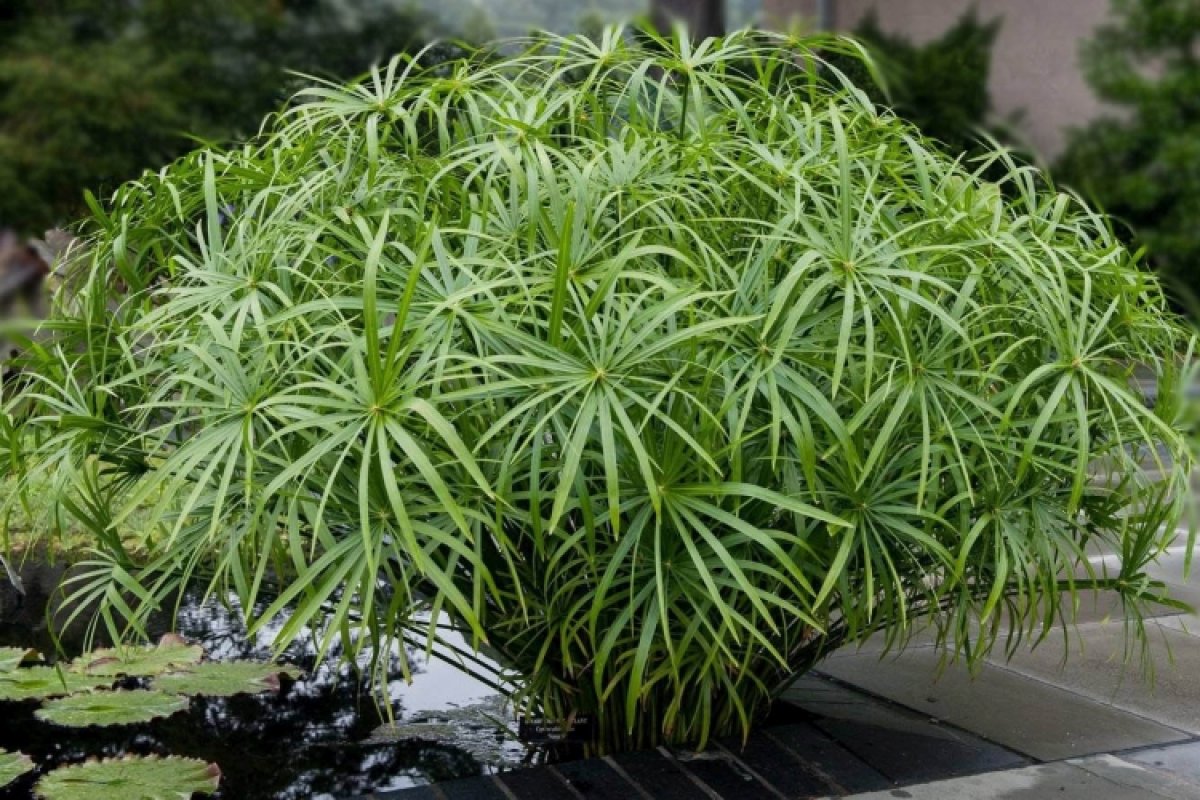 Балиоспермум Балиоспермум