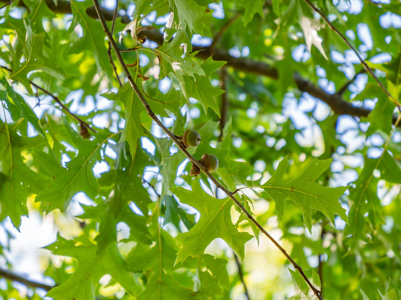 Дуб болотный