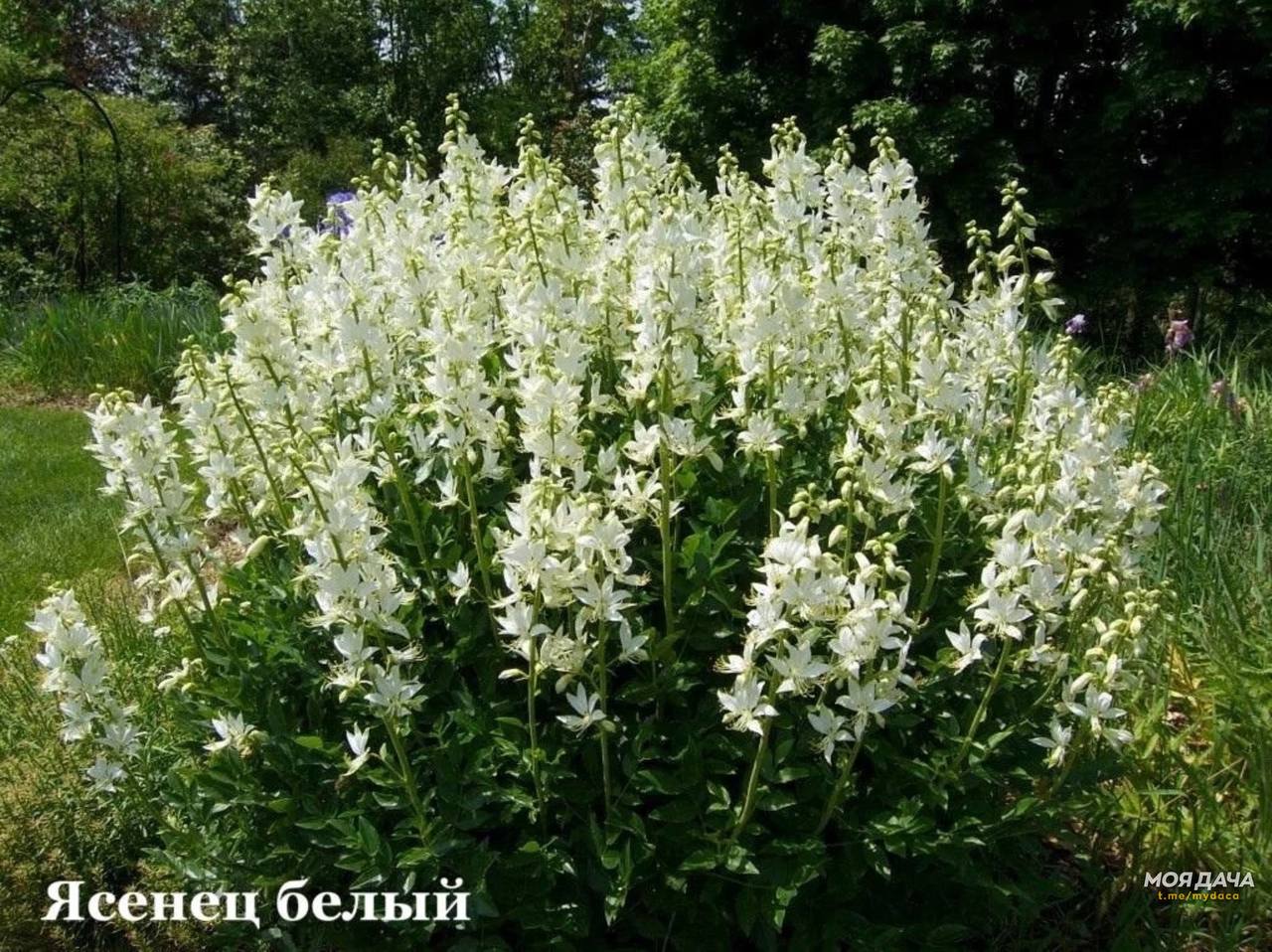 Ясень белый